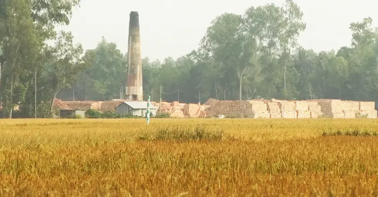 ধানের জমির পাশে ইটভাটার কাজ চলছে